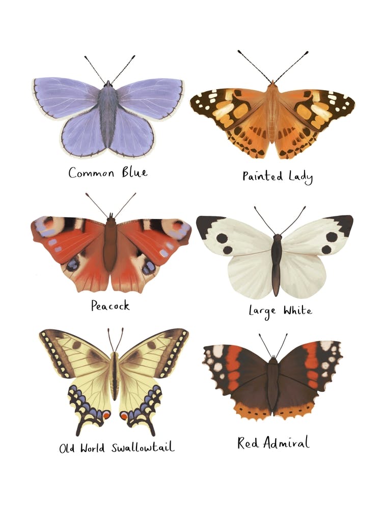Butterflies