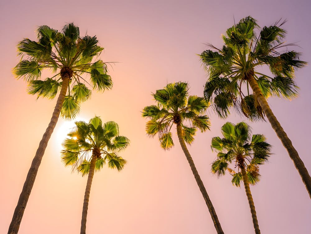 Golden Hour Palm Trees Against a Serene Sky