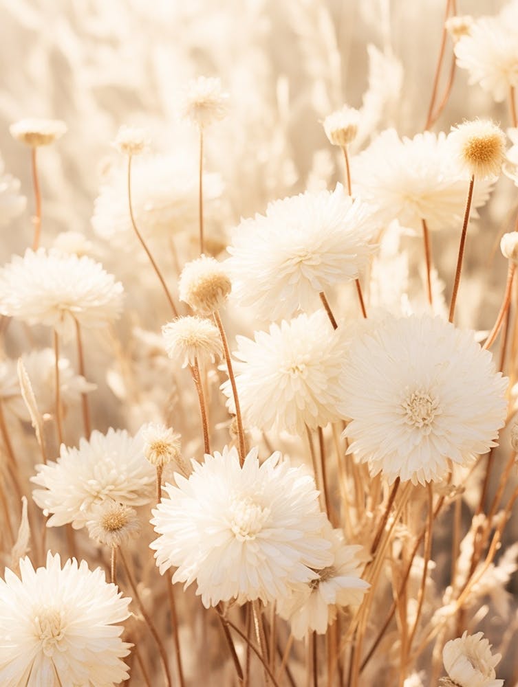 Boho Dried Flowers Chrysanthemum 1
