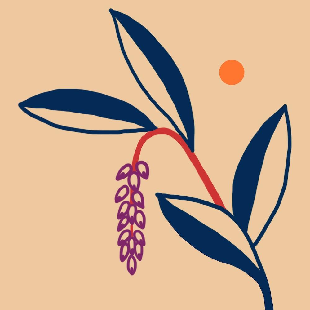 Alpinia Zerumbet Day Square