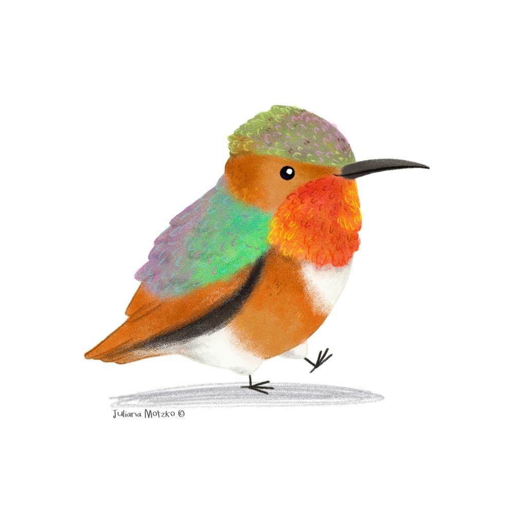Hummingbird