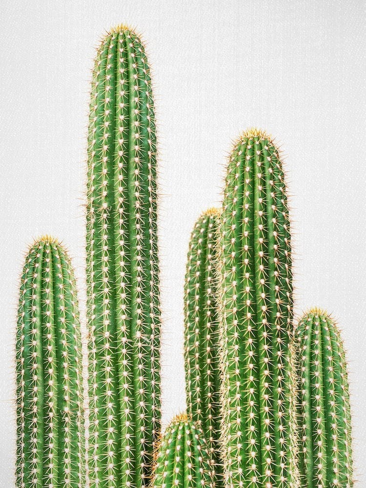 Cactus 2
