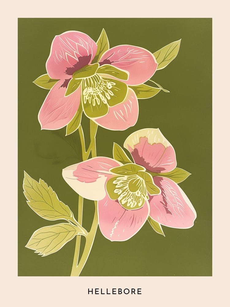 Pink & Green Hellebore 2 Flower Poster