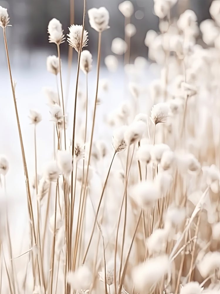 White Flowers Photography 4