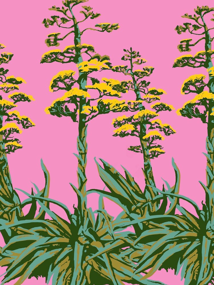 Agave