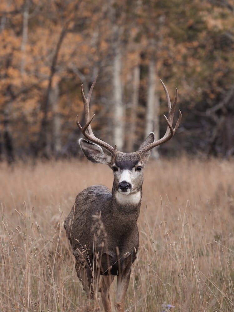 Buck Mule Deer In Colorado