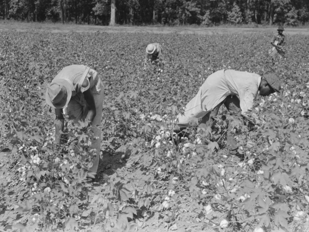 Picking Cotton Near Lehi, Arkansas By Russell Lee