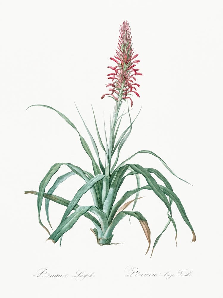 Pina Cortadora, Pierre Joseph Redoute
