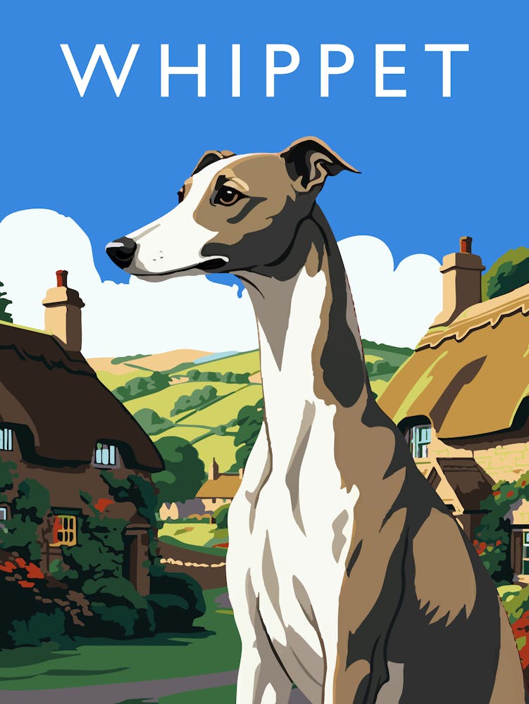 Whippet