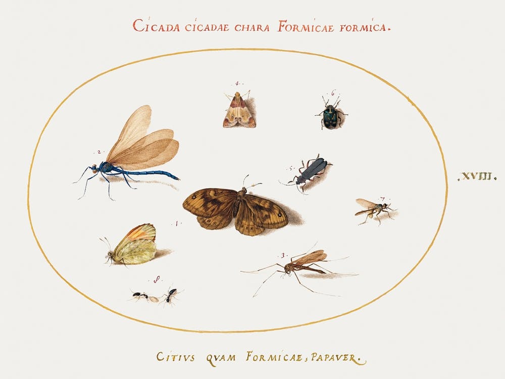 Two Butterflies And A Moth With A Dragonfly, Two Ants, And Four Other Insects (1575–1580), Joris Hoefnagel