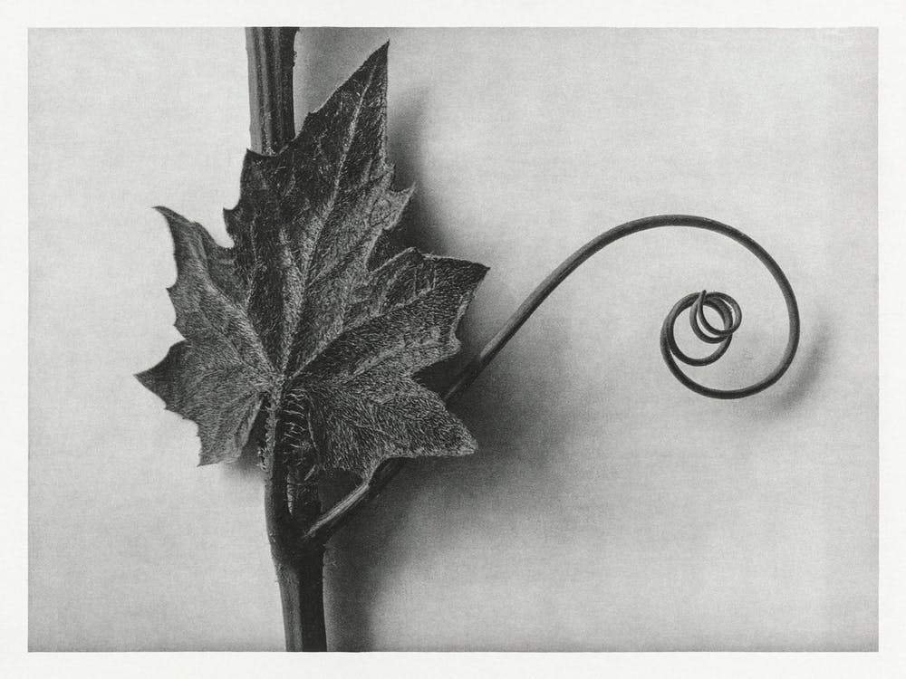 White Bryony, Karl Blossfeldt