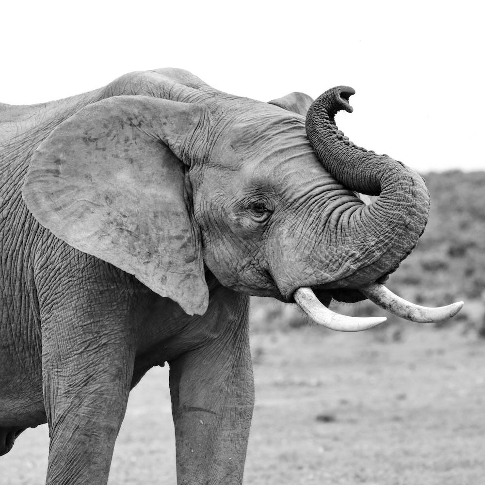 Happy Elephant