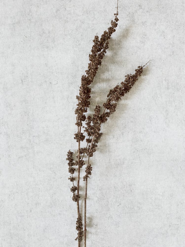 Foraged Botanicals
