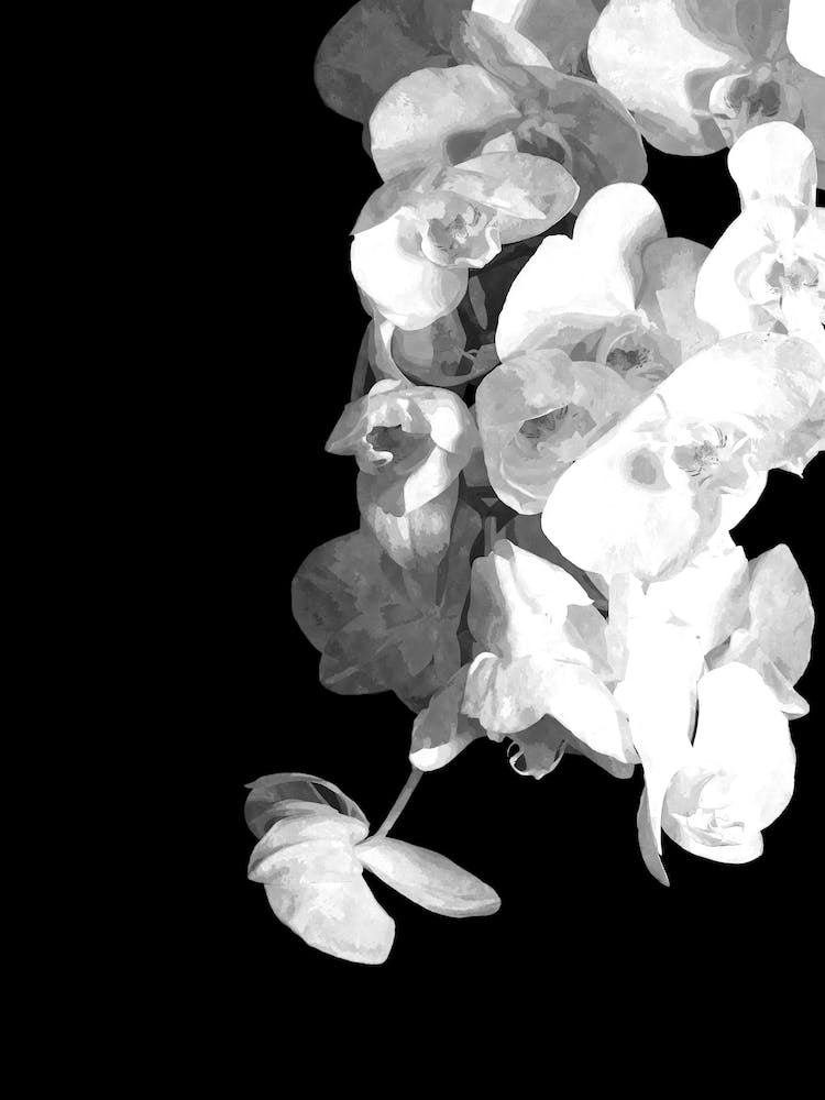 Black and White Orchid Flowers