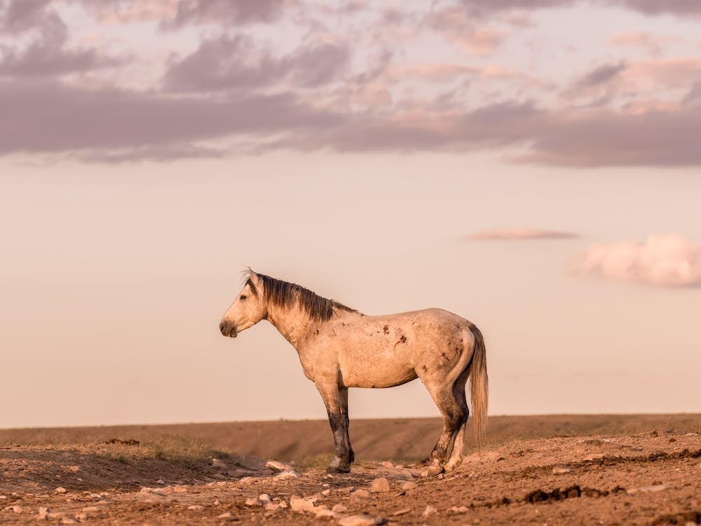 Pastel Wild Horse Scenery
