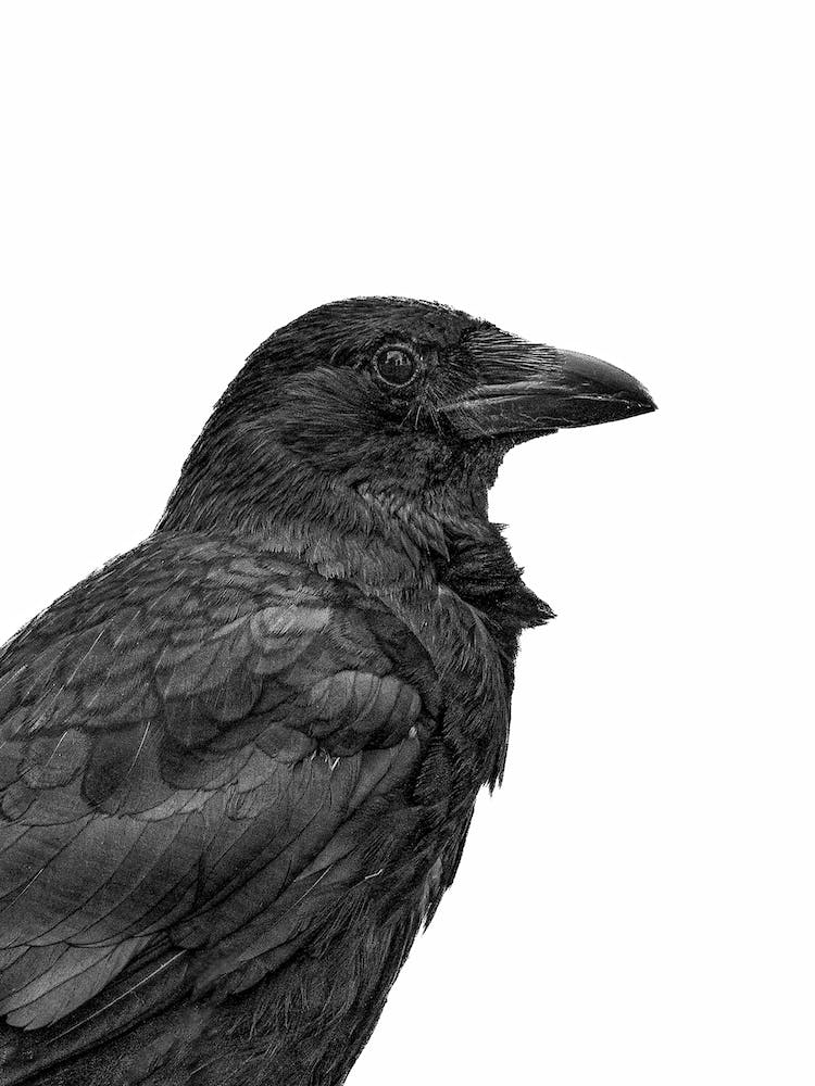 Black Crow