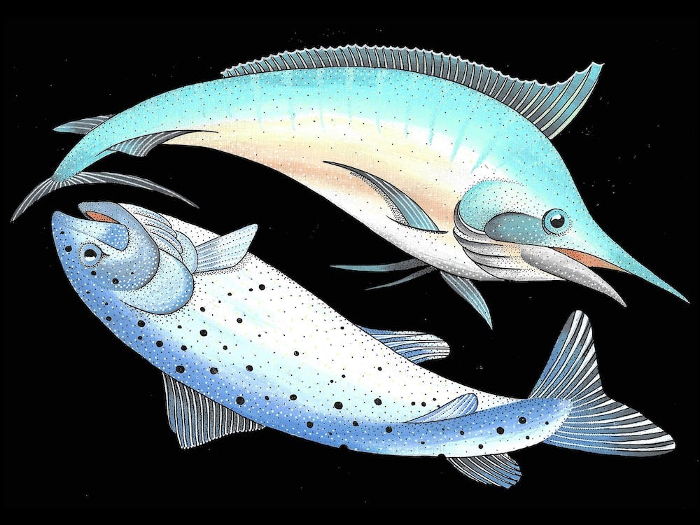 Swordfish And Salmon