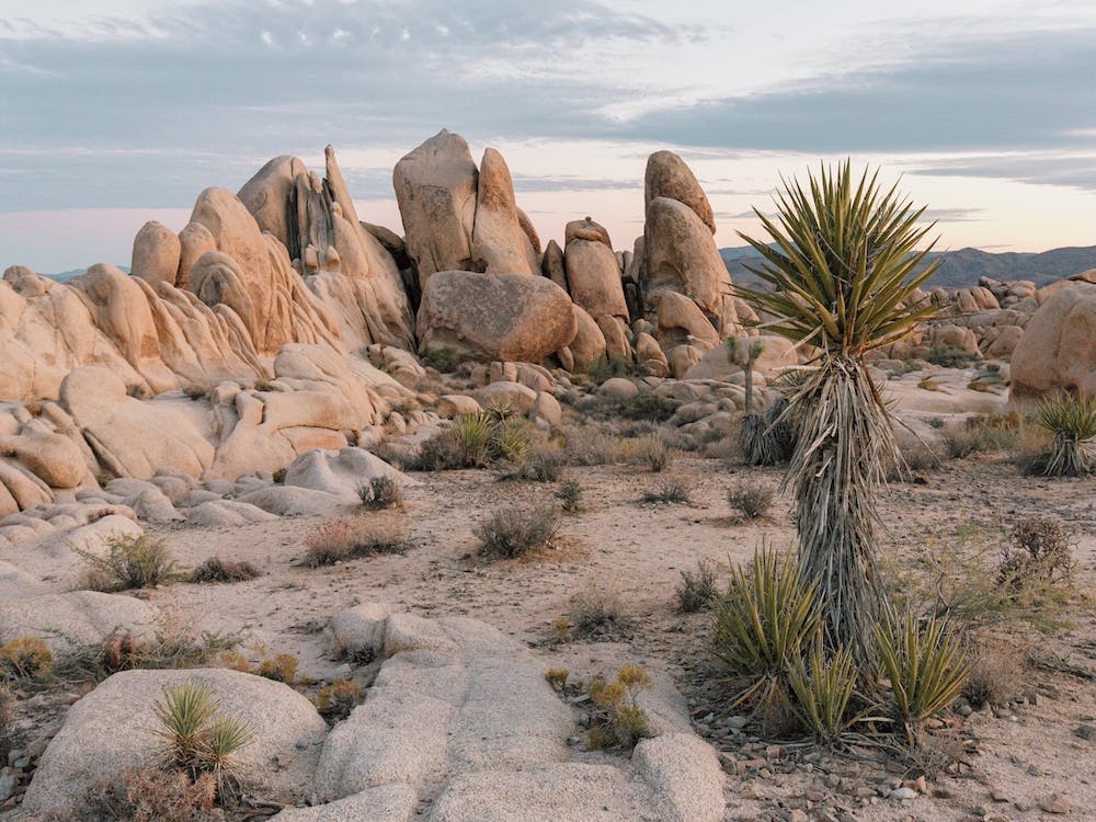 Boulder Field In Desert