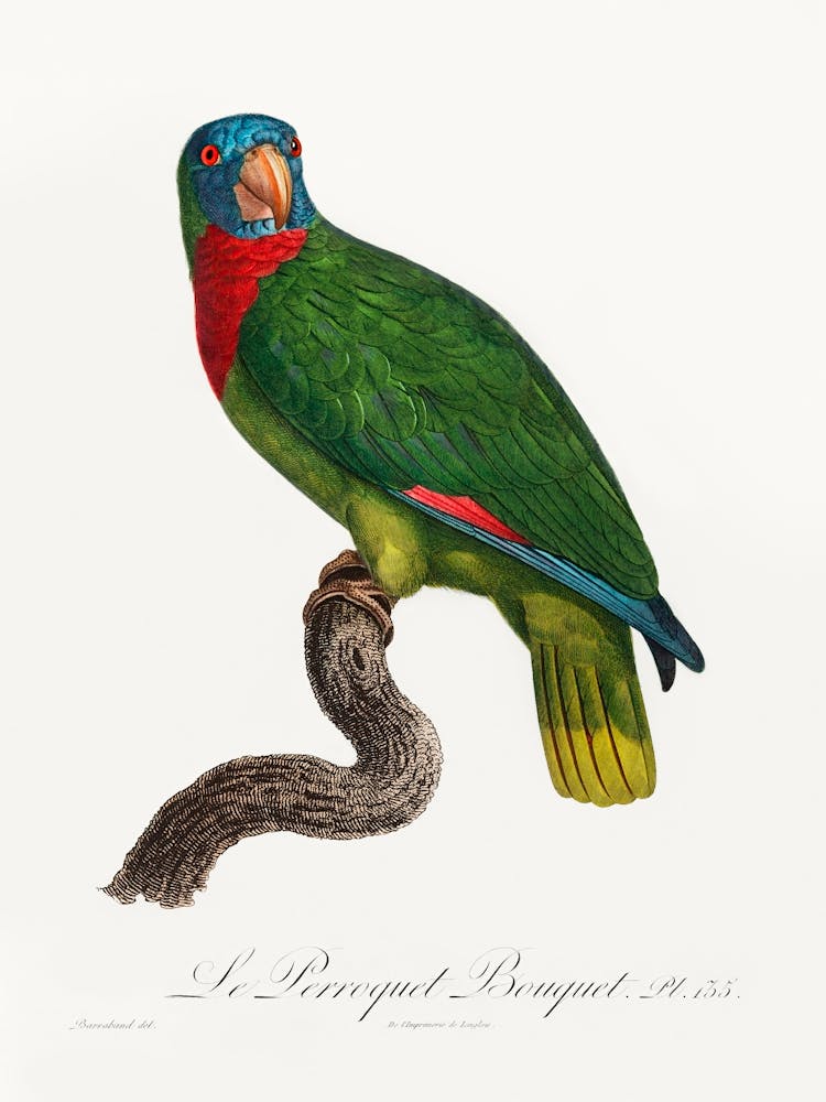 The Red Necked Amazon From Natural History Of Parrots, Francois Levaillant