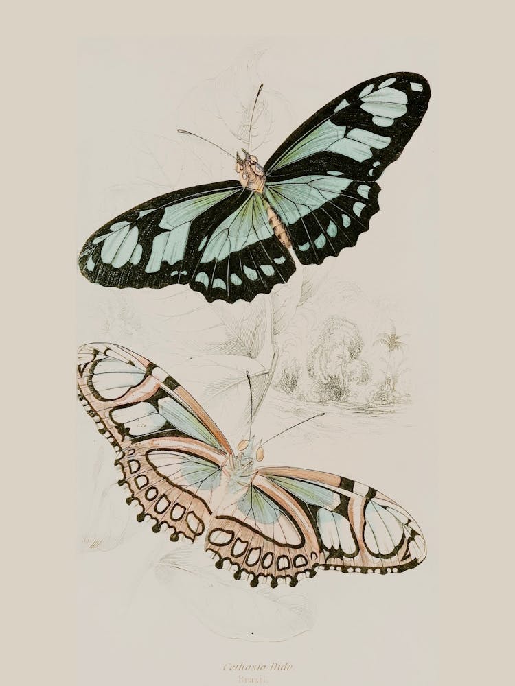 Butterfly And Moth