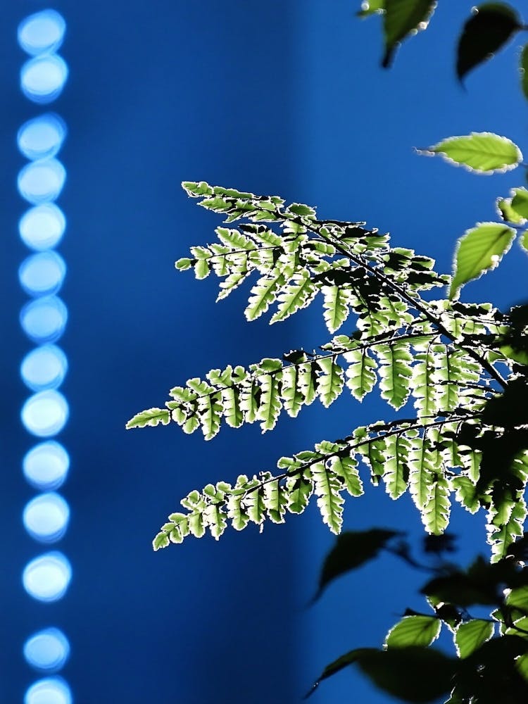 Fern Leaf In The Sunlight
