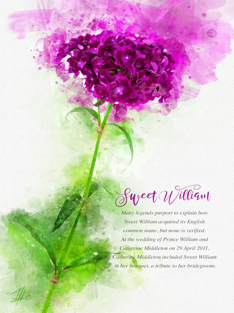 Sweet William 1