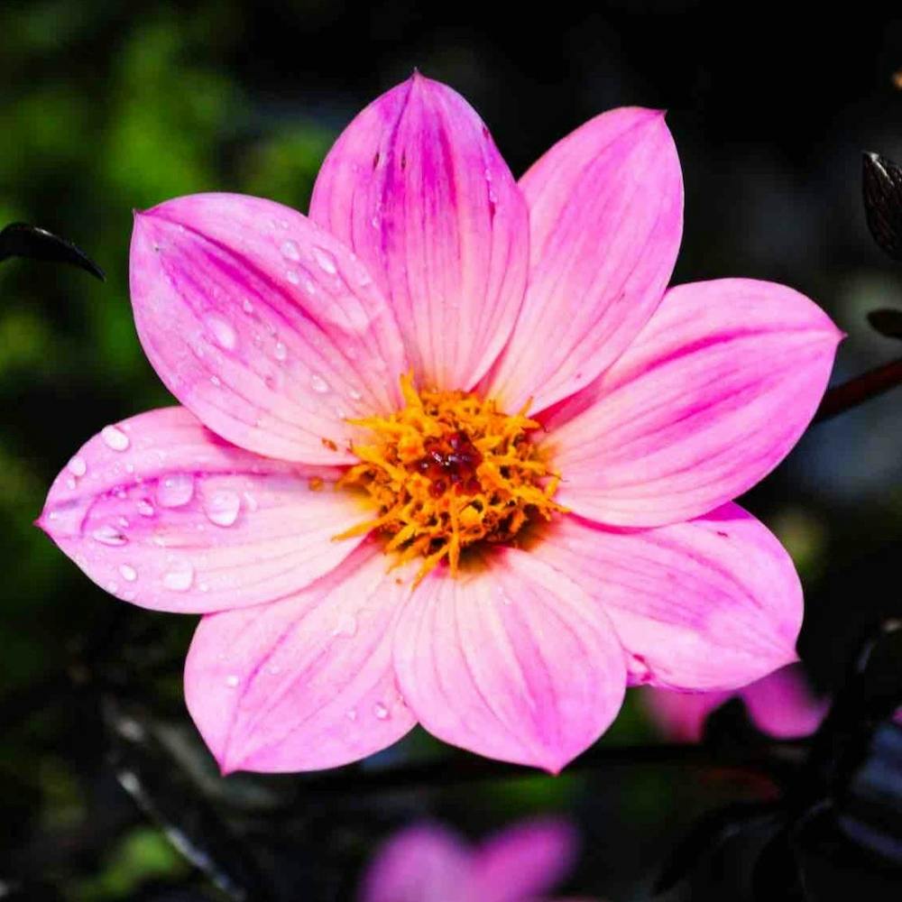 Pink Dahlia