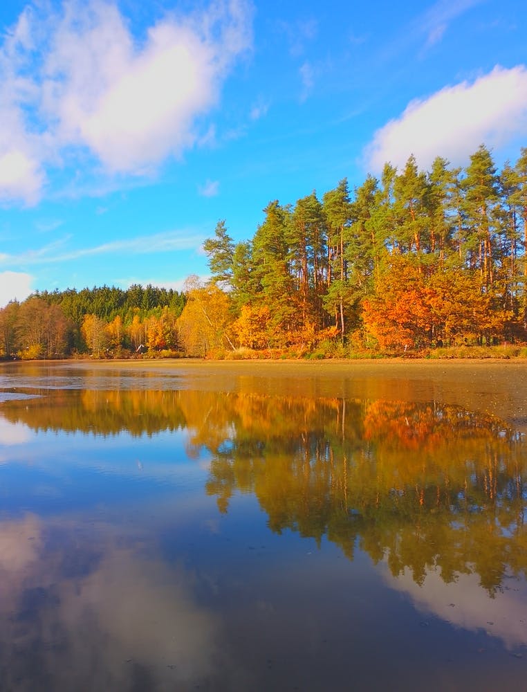 Autumn In The Forest with blue sky