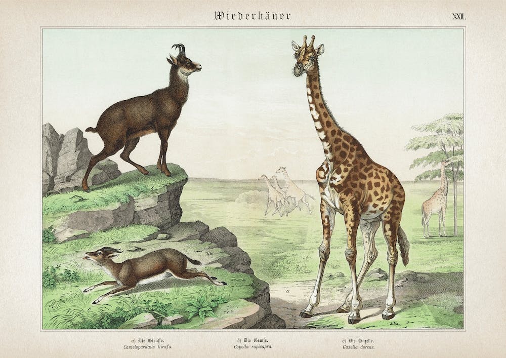 Vintage Schubert 2 Wiederkäuer 22