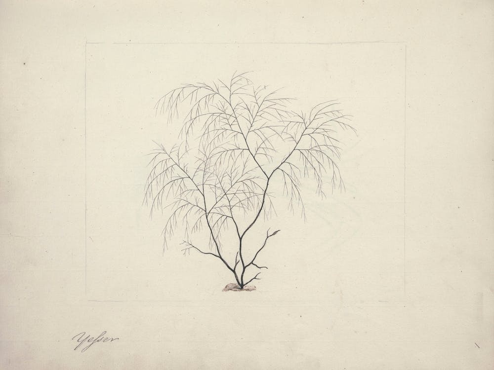 Seaweed, Luigi Balugan