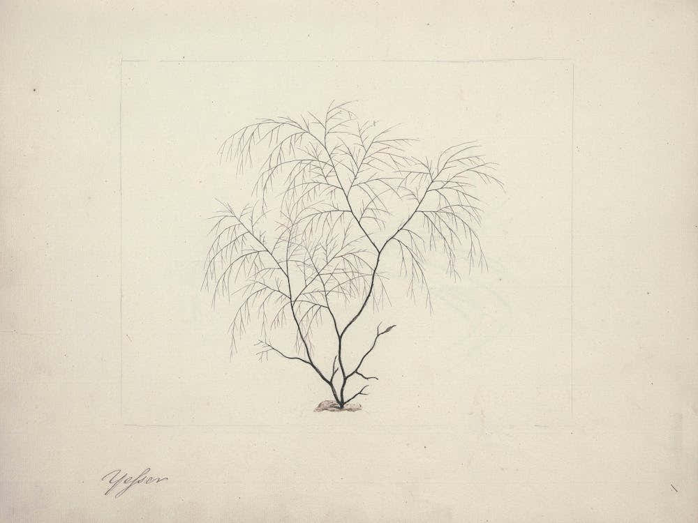 Seaweed, Luigi Balugan