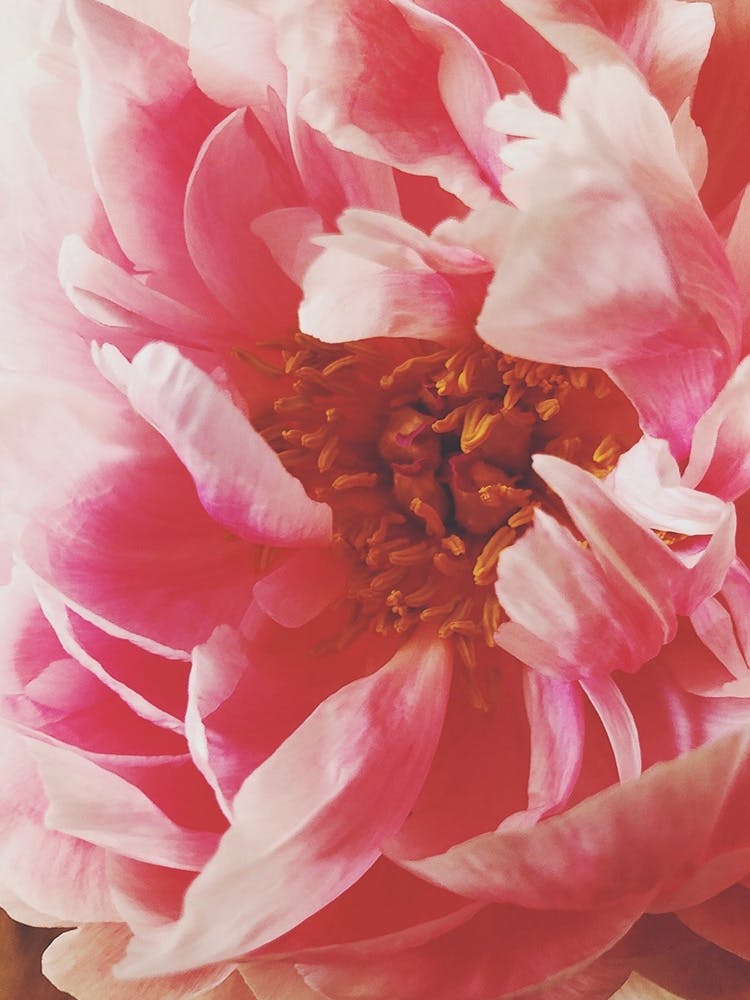 Pink Peony