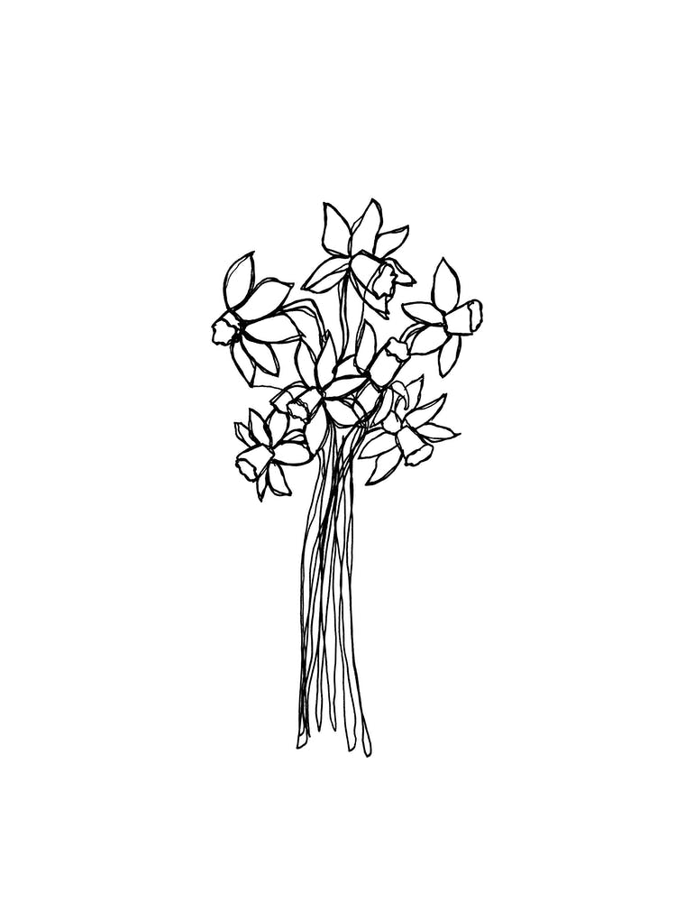 Daffodils Line Drawing
