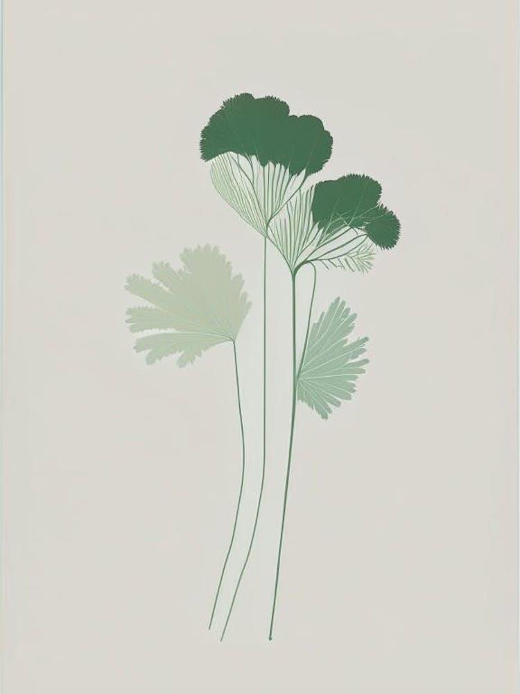 Chervil Herb Simplicity