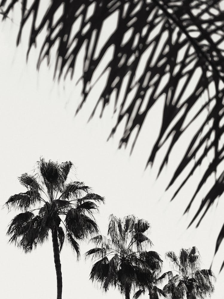 Palm Trees Black and White_2192479
