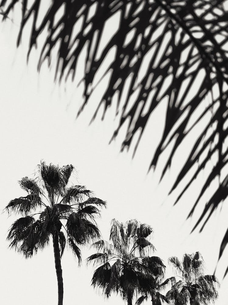 Palm Trees Black and White_2192479
