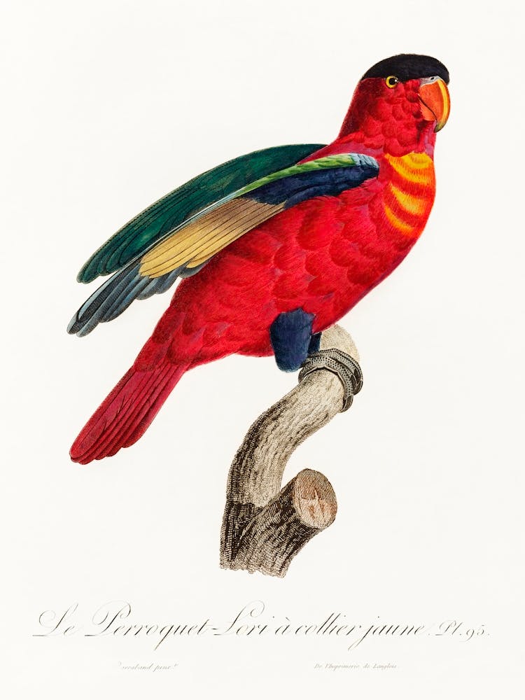 The Purple Naped Lory From Natural History Of Parrots, Francois Levaillant