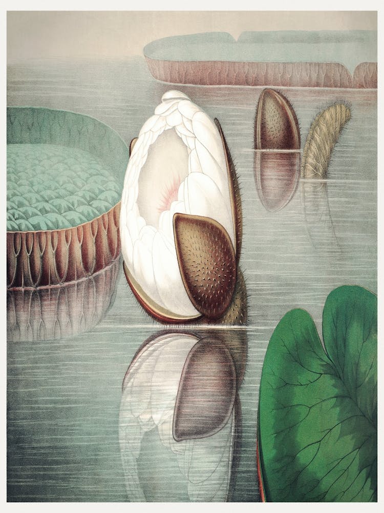 The Victoria Regia Or The Great Water Lily Of America (1854) By William Sharp 3