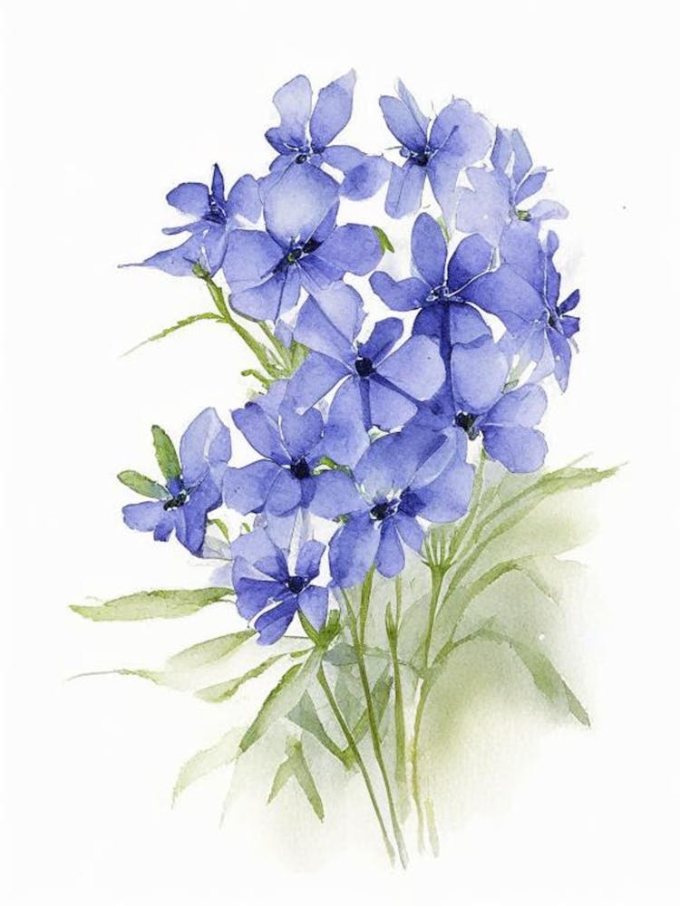 Wild Blue Phlox Wildflower Watercolour 1
