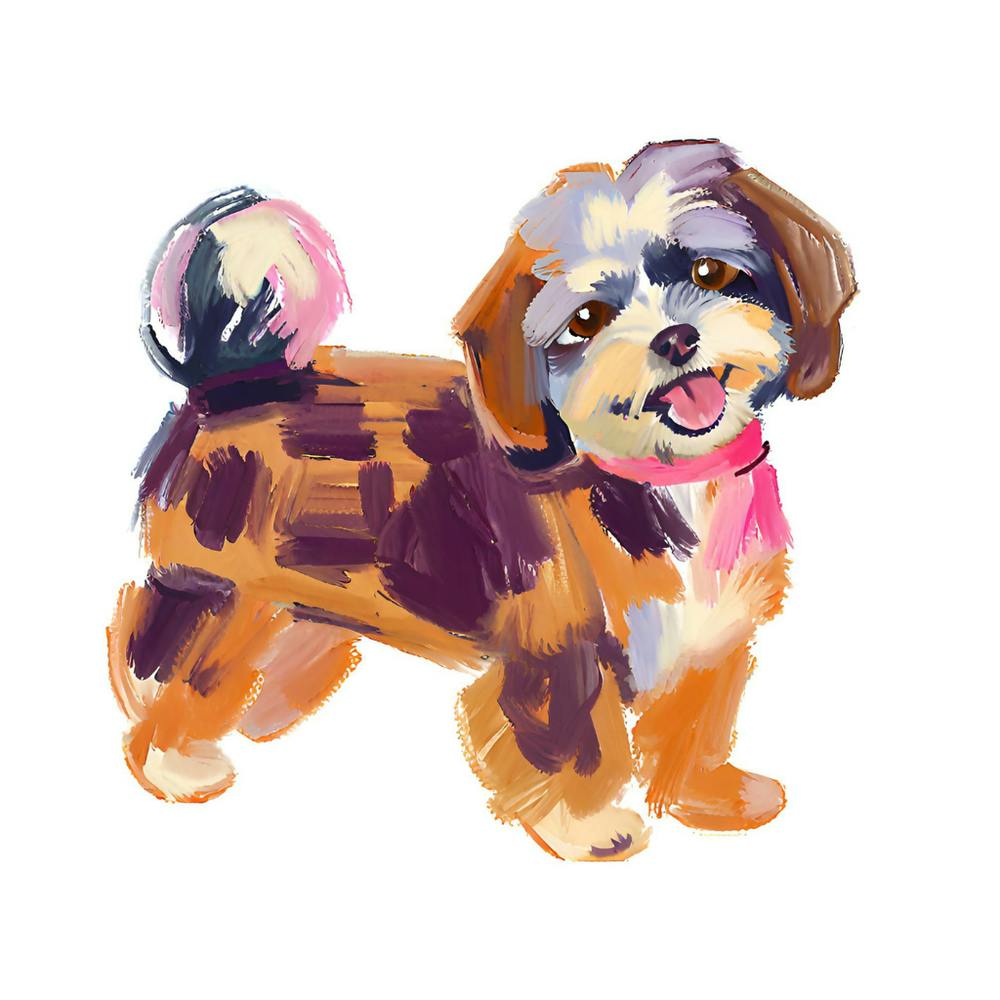 Havanese 01