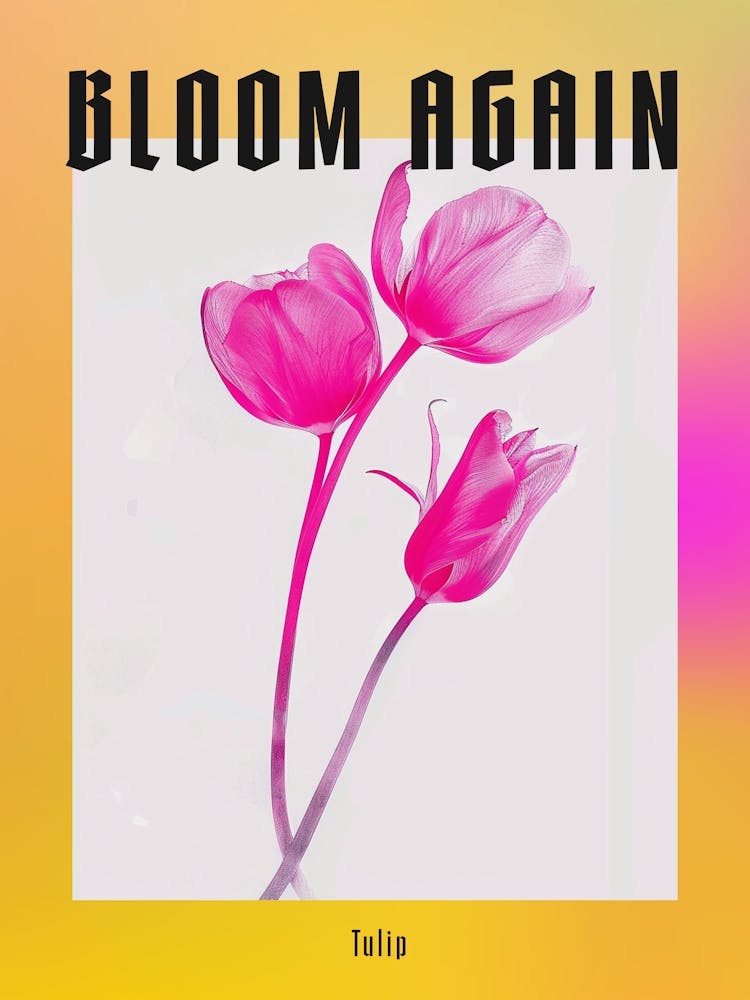 Hot Pink Tulip 1 Poster