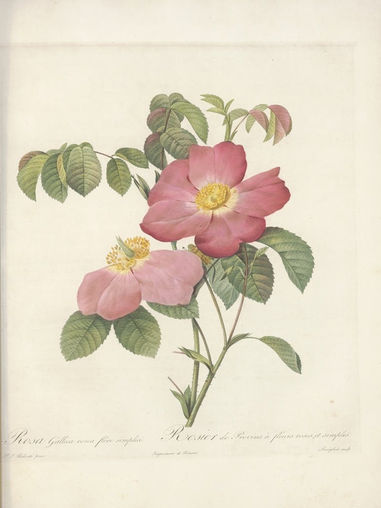 Rose Illustration, Pierre Joseph Redoute (52)