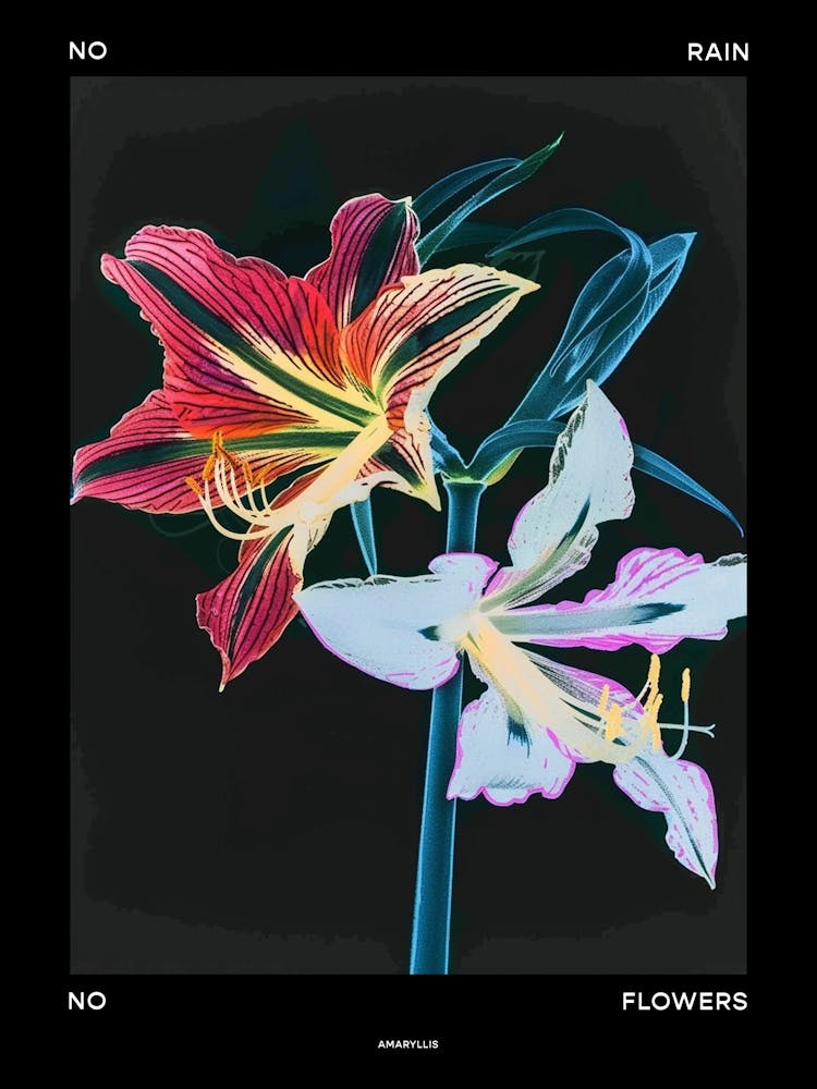 No Rain No Flowers Poster Amaryllis 3