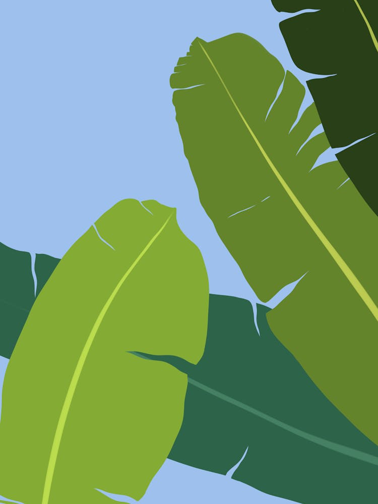 Banana Leaf