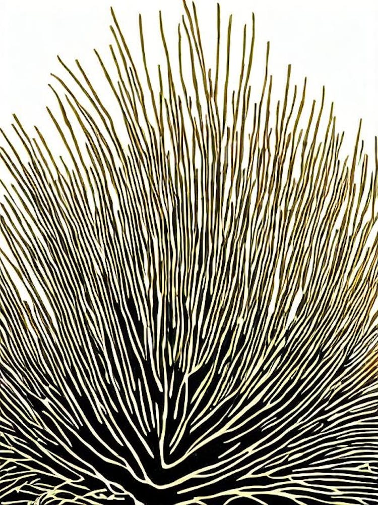 Acropora Gemmifera V Linocut