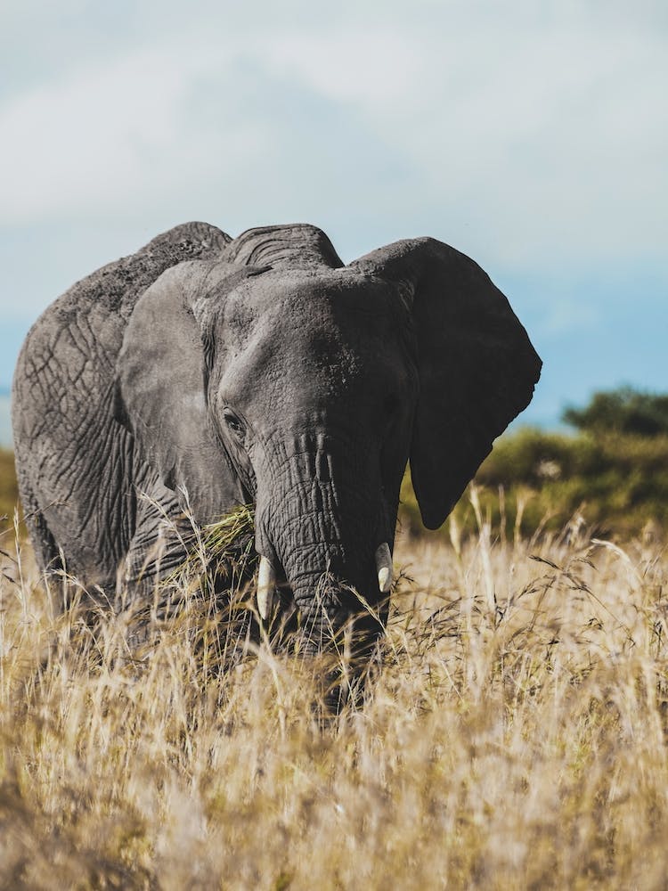 Tanzania I