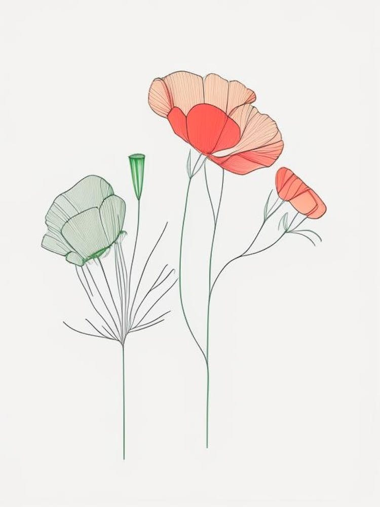 Ranunculus Floral Minimal Line Drawing 3 Flower