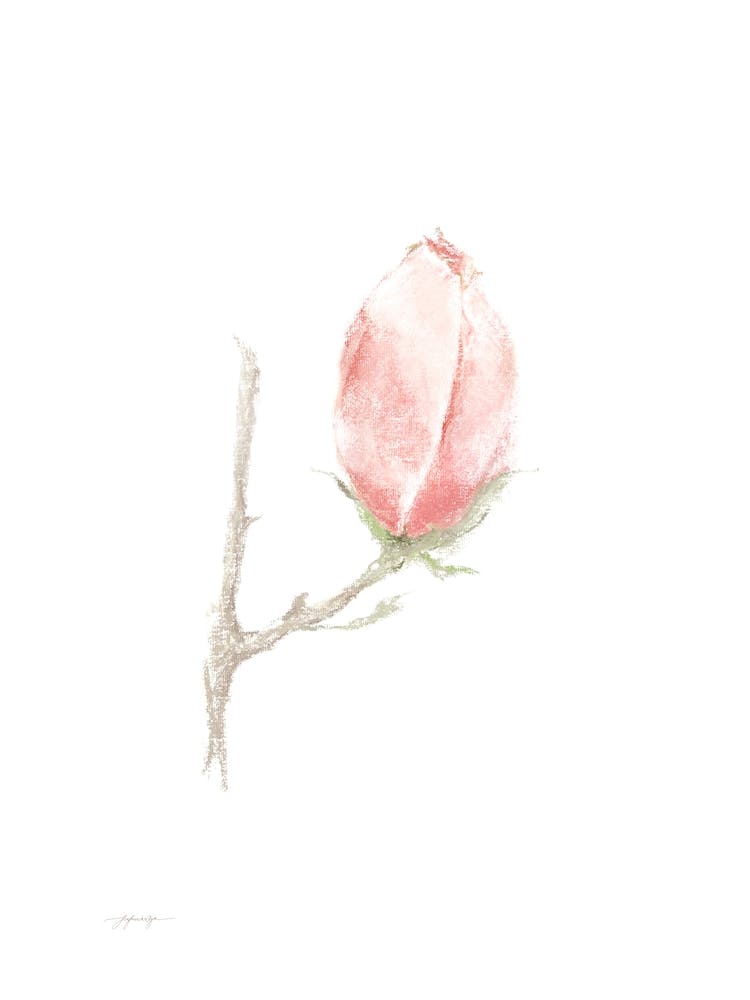 Magnolia A