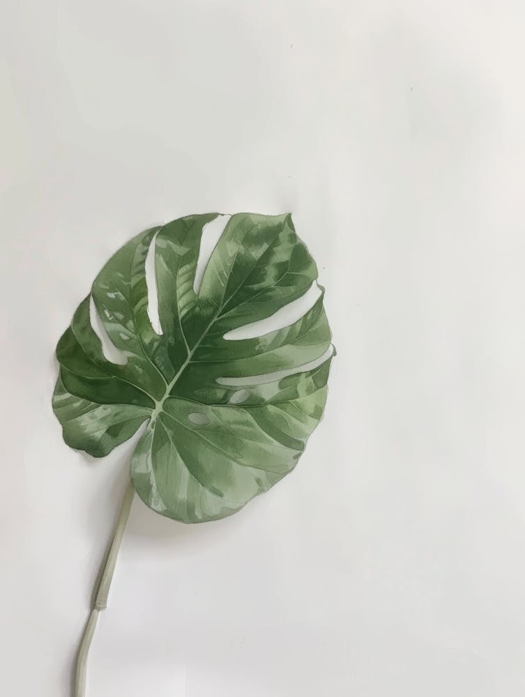 Monstera-Blatt 1 Art Print by Moving Clouds Art  Fy!