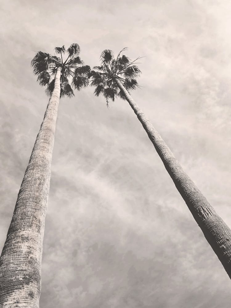 Two Palm Trees Black and White